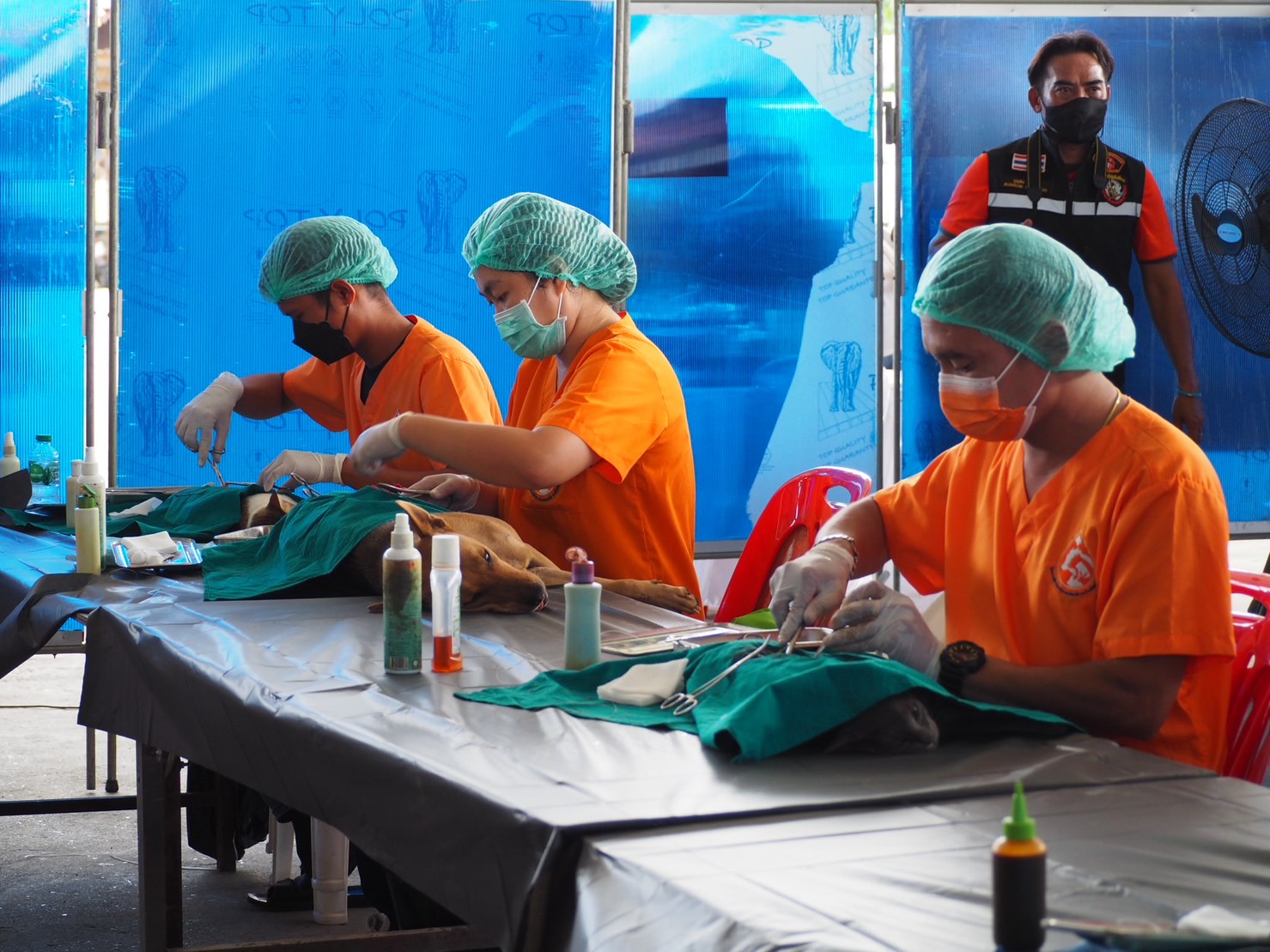 จังหวัดพระนครศรีอยุธยา จัดกิจกรรมสดุดีเทิดพระเกียรติ โครงการปศุสัตว์ร่วมใจ กำจัดภัยโรคพิษสุนัขบ้า เพื่อเฉลิมพระเกียรติศาสตราจารย์ ดร.สมเด็จเจ้าฟ้าฯ กรมพระศรีสวางควัฒน วรขัตติยราชนารี