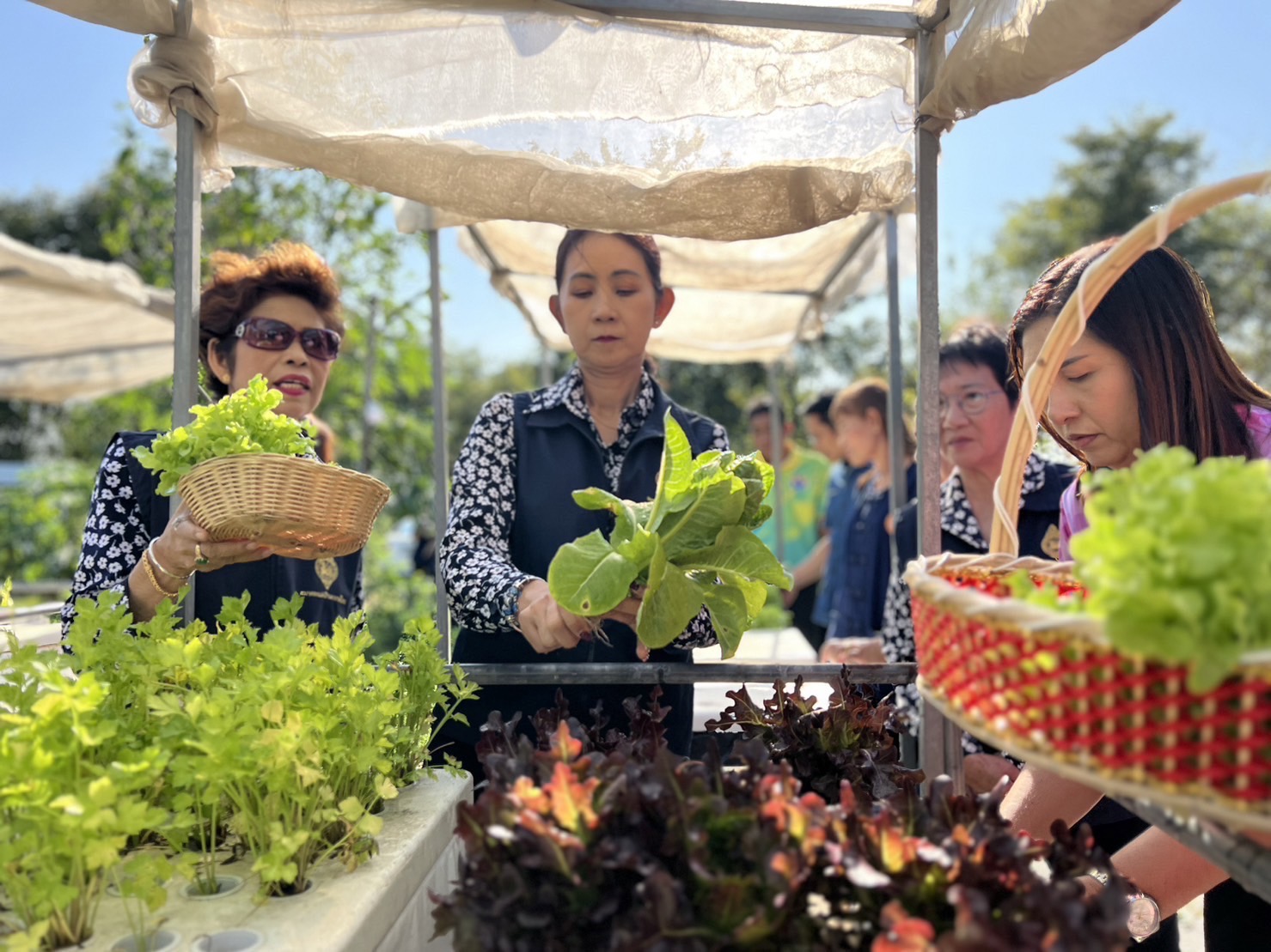 พช.กรุงเก่า สานพลังความต่อเนื่องปฏิบัติการตามแนวพระราชดำริฯ ปลูกผักสวนครัวเพื่อสร้างความมั่นคงทางอาหาร สู่ชุมชนเข้มแข็ง เป็นมิตรกับสิ่งแวดล้อม