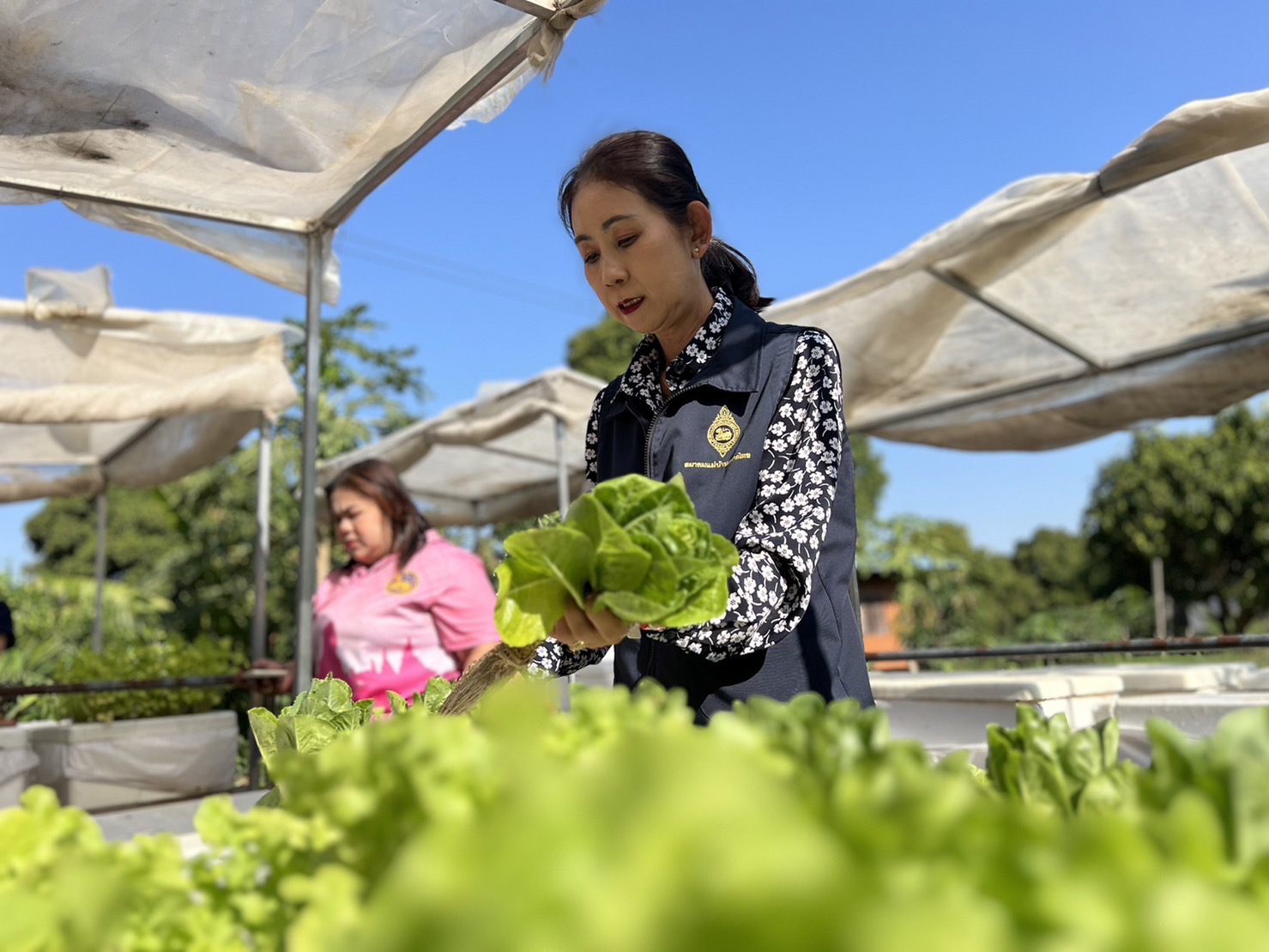พช.กรุงเก่า สานพลังความต่อเนื่องปฏิบัติการตามแนวพระราชดำริฯ ปลูกผักสวนครัวเพื่อสร้างความมั่นคงทางอาหาร สู่ชุมชนเข้มแข็ง เป็นมิตรกับสิ่งแวดล้อม