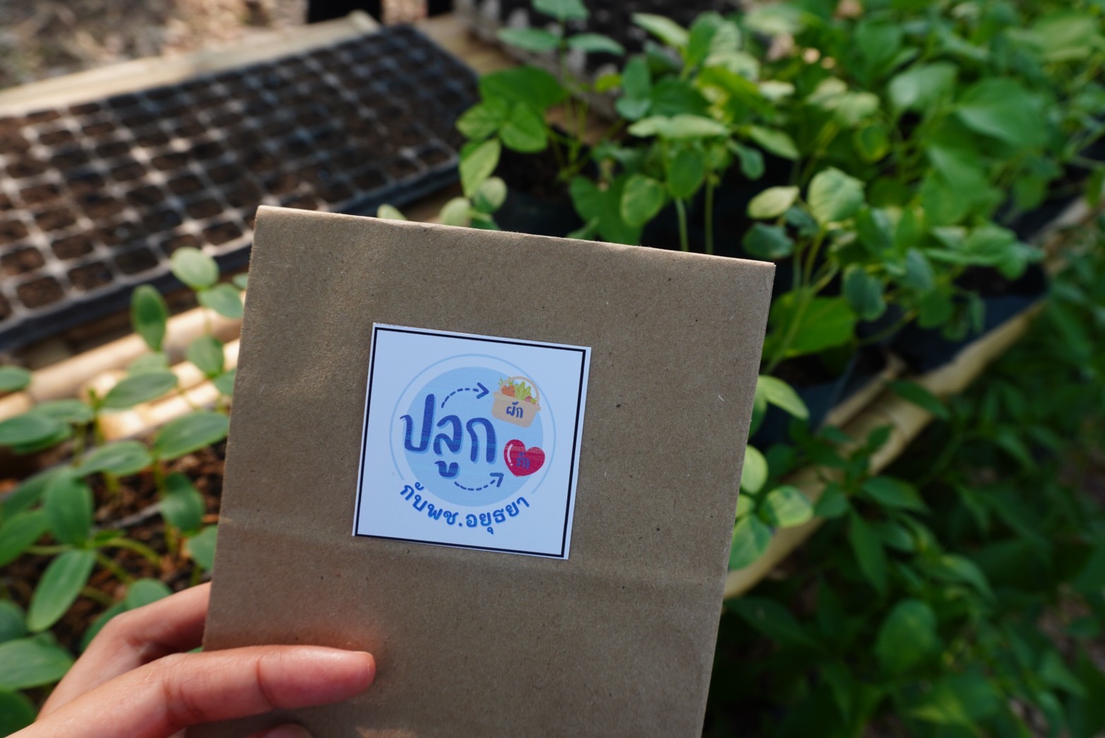 พช.กรุงเก่า ขับเคลื่อนงานสร้างความมั่นคงทางอาหาร “ปลูกผัก ปลูกรัก กับพช.อยุธยา”